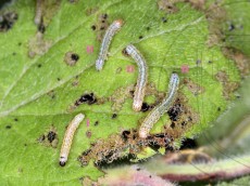 Orthosia gothica_гусеницы I+II